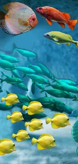 Vibrant underwater scene with colorful fish and blue background.