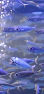 Vibrant school of fish swimming underwater in a blue ocean scene.
