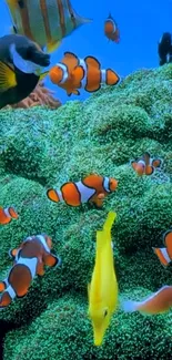 Vibrant underwater scene with clownfish and colorful marine life.