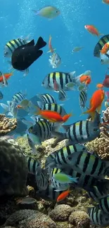 Colorful fish swimming among coral reefs underwater.