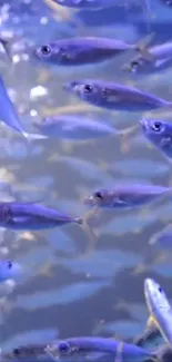 A vibrant school of fish swimming underwater.