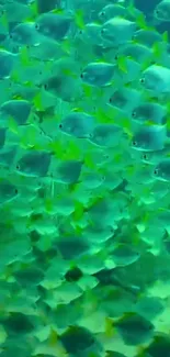 An underwater school of vibrant teal fish swimming gracefully.