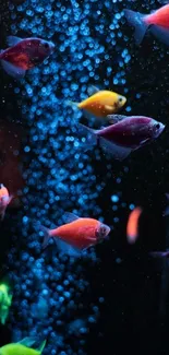 Colorful fish swim amidst bubbles in underwater wallpaper.