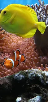 Yellow tang and clownfish among corals in a vibrant underwater scene.