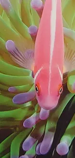 A vibrant pink fish swimming among colorful anemone.