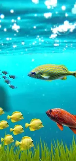 Underwater scene with colorful fish and turquoise ocean background.