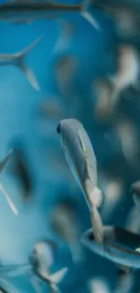 Underwater scene with fish swimming.