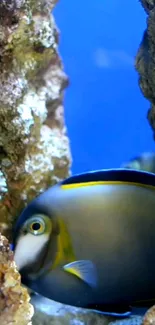 Colorful fish swimming among coral in clear blue water.