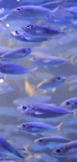 A school of vibrant blue fish swimming underwater.