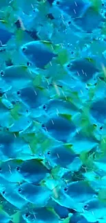 School of bright blue fish in a vibrant underwater scene.