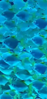 Blue and yellow school of fish underwater wallpaper.