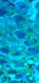 Underwater scene with blue tropical fish.