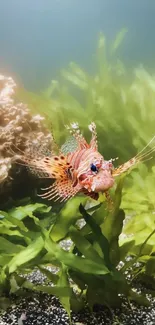 Beautiful lionfish in a lush underwater setting with seaweed background.