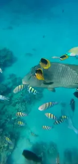 Vibrant underwater scene with colorful fish in turquoise waters.