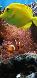 Colorful coral reef with tropical fish underwater.