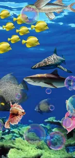 Colorful fish and bubbles underwater wallpaper.