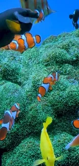 Clownfish swimming in vibrant coral reef underwater scene.