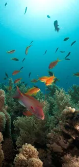 Colorful fish swimming around coral reefs under a turquoise ocean.