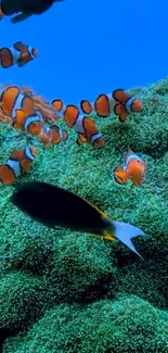 Colorful underwater scene with clownfish and coral reef.