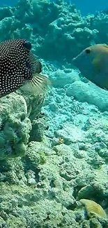 Underwater ocean scene with fish and coral reef.