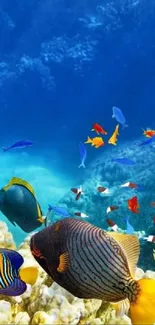 Colorful tropical fish swimming in a vibrant coral reef underwater.