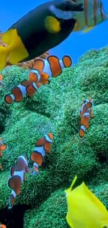 Tropical fish swimming in lush coral reef and vibrant ocean.