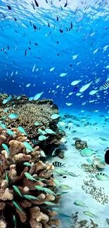 Vibrant underwater scene with coral reef and marine life in blue waters.