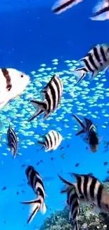 Striped fish swimming in vibrant blue ocean among coral reefs.