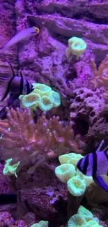 Colorful reef fish swimming in a vivid coral environment.