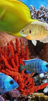 Vibrant aquatic life with colorful fish and corals on a mobile phone wallpaper.