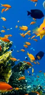 Colorful fish swimming in a coral reef underwater scene.