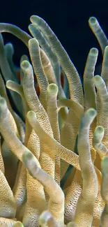 Vibrant sea anemone with beige tentacles in underwater scene.