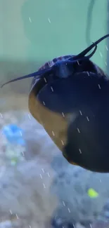 Close-up of a snail on aquarium glass with vibrant background.