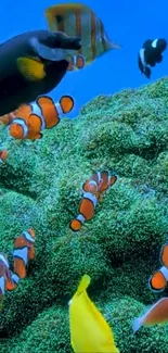 Vibrant underwater scene with colorful fish and coral reefs.