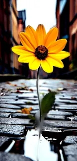 Yellow flower in a cobblestone street, blending urban and natural beauty.