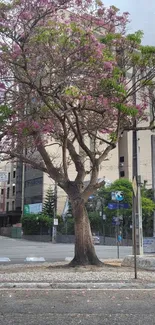 Blooming urban tree with pink flowers against a city backdrop.