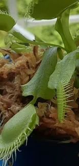 Close-up of vibrant green Venus Flytrap leaves in detail.