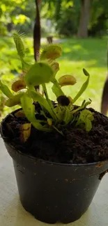 Venus Flytrap potted in sunlight, green leaves on a porch.