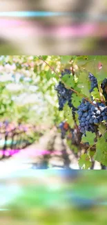 Vibrant vineyard mobile wallpaper featuring lush grape vines.