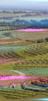 Vibrant green vineyard landscape with rolling hills.