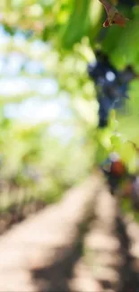 Vineyard with blurred green vines and sunlight, perfect for a mobile wallpaper.