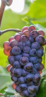 Close-up of vibrant purple grape cluster in a lush vineyard setting.