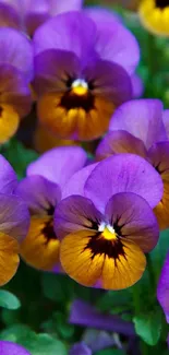 Close-up of vibrant purple flowers with vivid yellow centers.