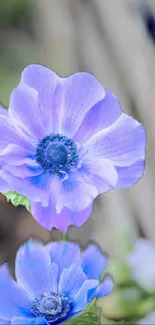 Close-up of a vibrant violet flower with delicate petals.