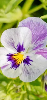 Vibrant violet pansy flower with green leaves.