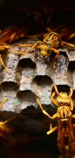 Close-up of vibrant yellow wasp nest for mobile wallpaper.