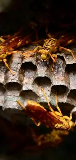 Close-up of vibrant wasps on a nest with earthy hues for mobile wallpaper.