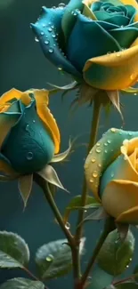 Blue and yellow roses with water droplets on a teal background.
