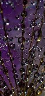 Close-up of dew drops on dandelion with vibrant purple background.