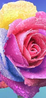 Vibrant rose with water droplets on a colorful background.